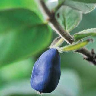 Bio Honingbessen - BE-BIO-02