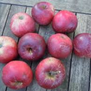 appel jonathan