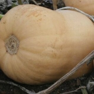 Butternut