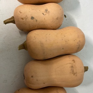 Butternut