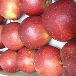 Appelen Wellant