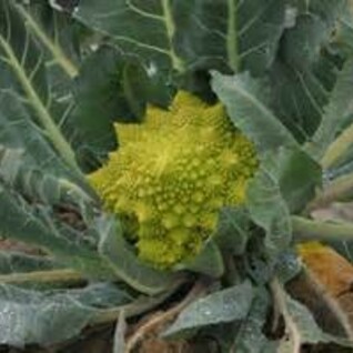 Romanesco - 
